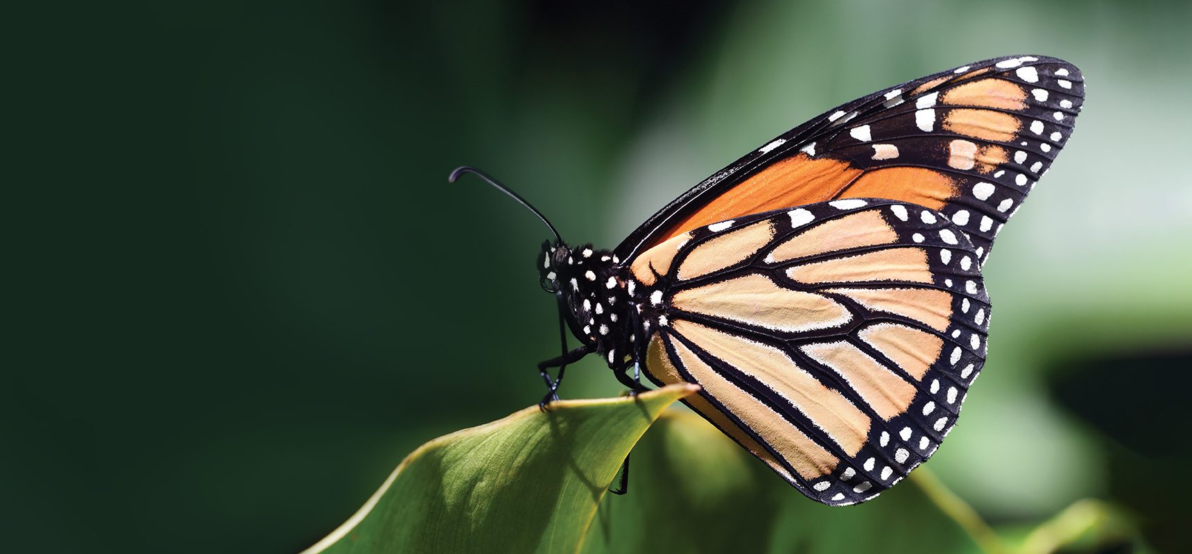 Home-Page-Butterfly