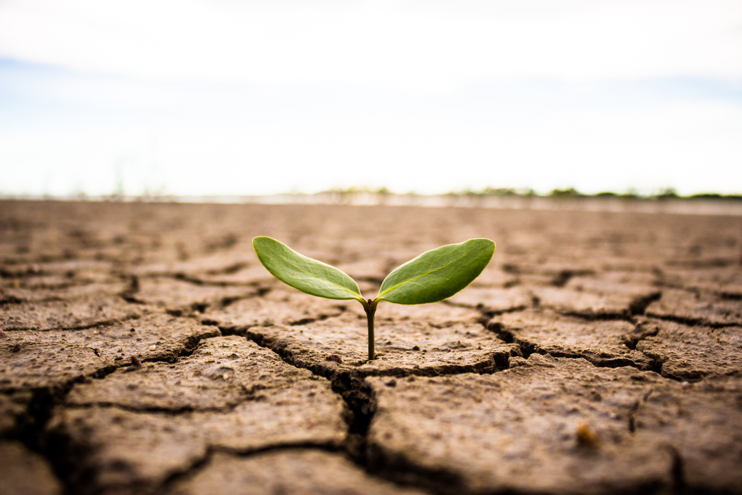 A small green plant with two leaves emerges from cracked, dry soil under a bright sky, symbolizing hope, renewal, and post-traumatic growth.
